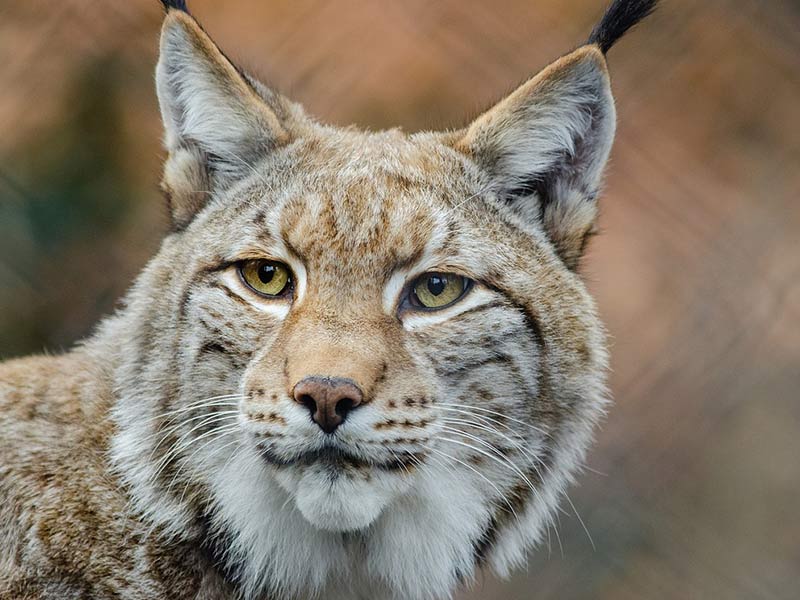 Protéger le lynx - OMPE  Organisation Mondiale pour la Protection