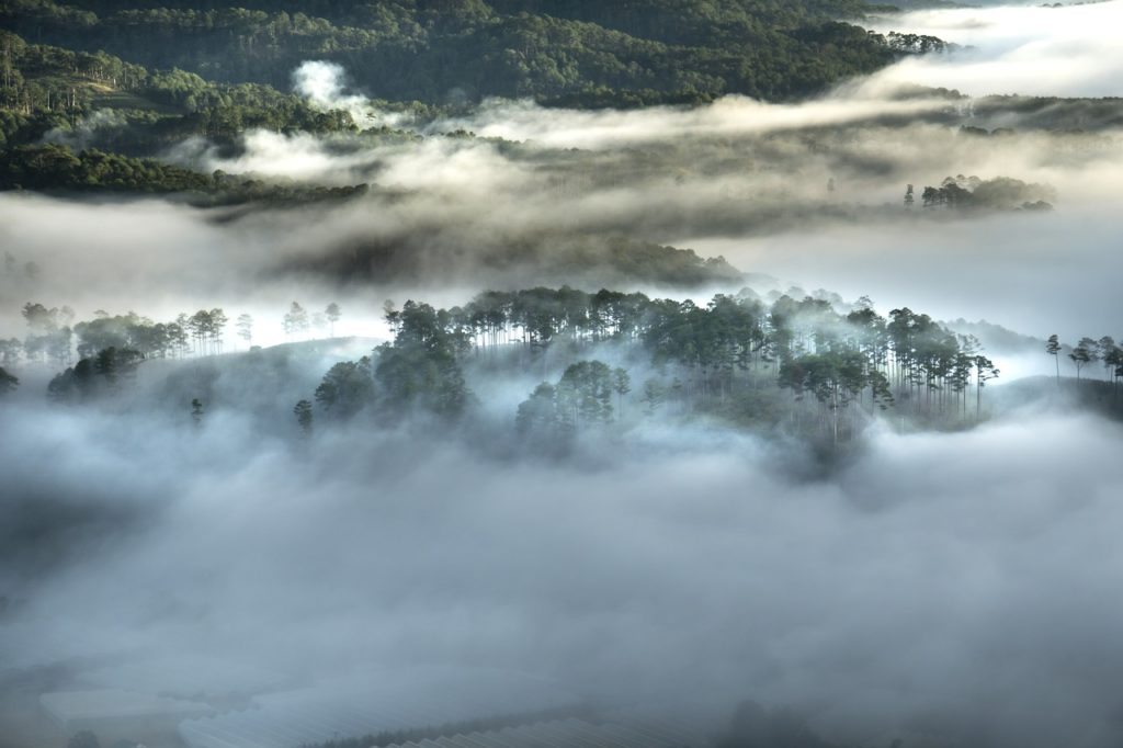 Deforestation accelerates and accentuates global warming - OMPE ...